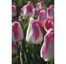 Detailný pohľad na kvety tulipánov v záhrade