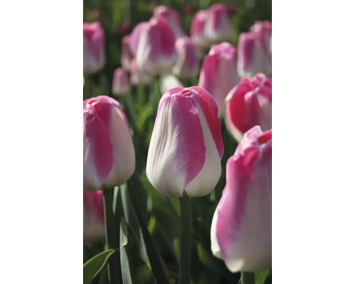 Detailný pohľad na kvety tulipánov v záhrade