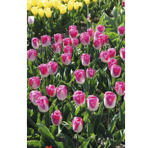 Pole s ružovobielymi a žltými tulipánmi
