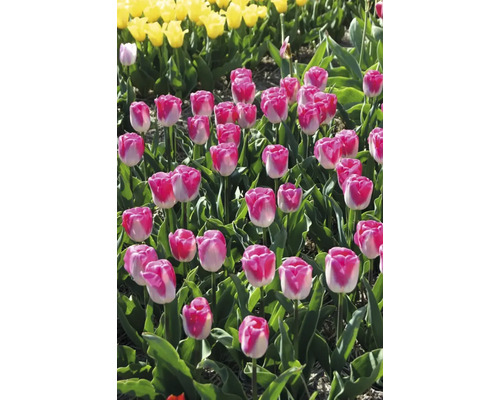 Pole s ružovobielymi a žltými tulipánmi