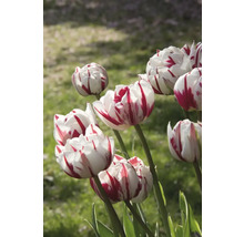 Detail červeno pruhovaných bielych tulipánov v záhrade