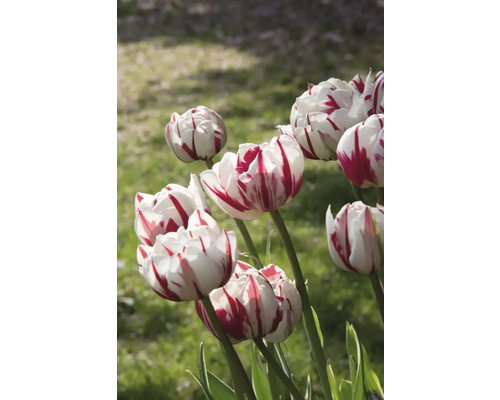 Detail červeno pruhovaných bielych tulipánov v záhrade