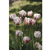 Detail tulipánov s pruhovanými okvetnými lístkami