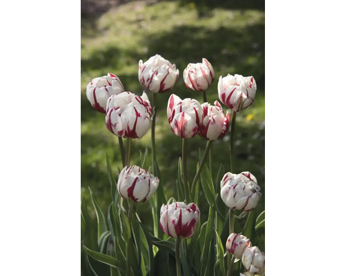 Detail tulipánov s pruhovanými okvetnými lístkami