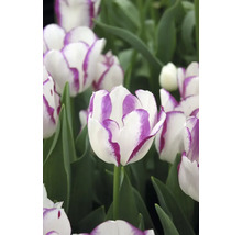 Detail bielych tulipánov s fialovým okrajom