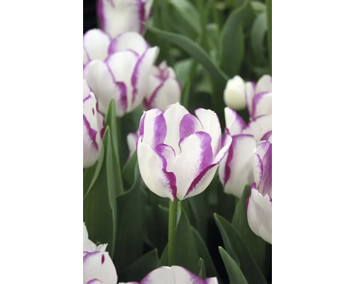 Detail bielych tulipánov s fialovým okrajom