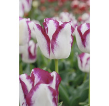 Detail bielo-fialového kvetu tulipánu v záhrade.