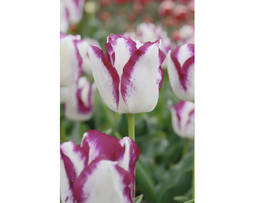 Detail bielo-fialového kvetu tulipánu v záhrade.