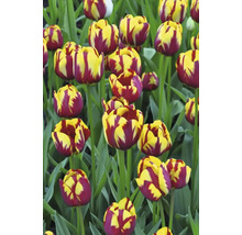 Detailný záber tulipánov so žltými a červenými kvetmi v záhrade.
