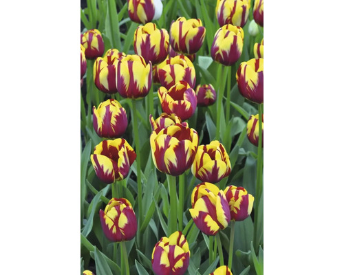 Detailný záber tulipánov so žltými a červenými kvetmi v záhrade.