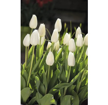 Detail bielych tulipánov so zelenými listami