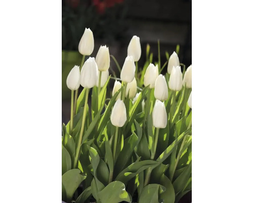 Detail bielych tulipánov so zelenými listami
