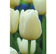 Detail bieleho tulipánu v záhrade
