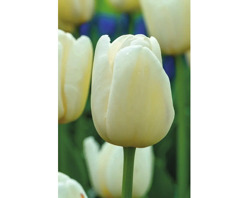 Detail bieleho tulipánu v záhrade
