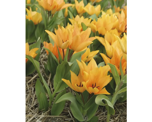 Pole žltých tulipánov