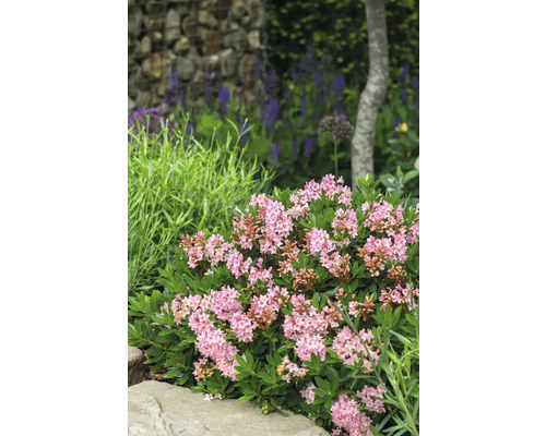 Detailný záber kvitnúcej trpasličej horskej ruže v záhrade