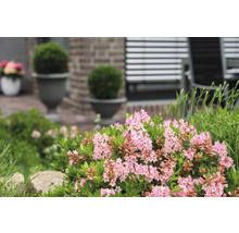 Detail kvitnúceho lykovca v záhrade