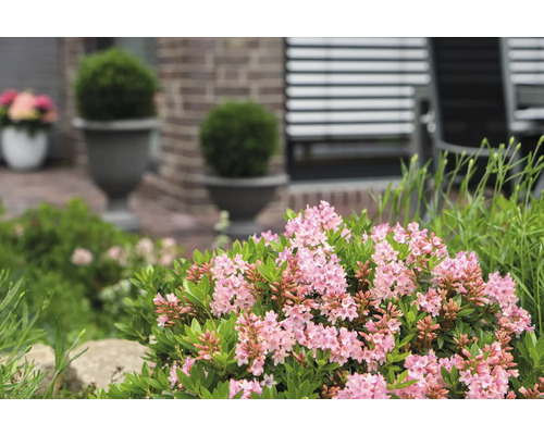 Detail kvitnúceho lykovca v záhrade