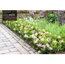 Kvitnúci trpasličí Rhododendron Nugget v záhrade