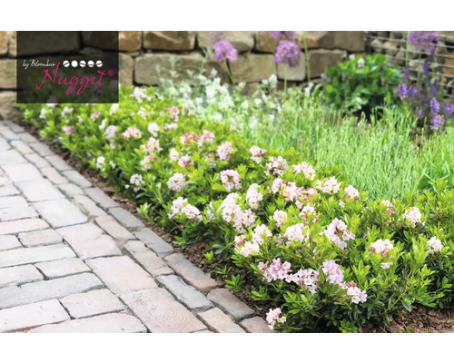 Kvitnúci trpasličí Rhododendron Nugget v záhrade