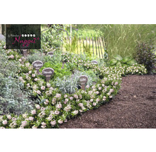 Bylinková záhrada s tymianom, petržlenom, šalviou a majoránkou.