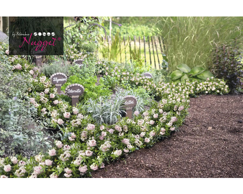 Bylinková záhrada s tymianom, petržlenom, šalviou a majoránkou.