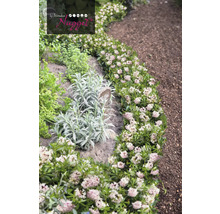 Záhrada s tymianom a ďalšími bylinkami