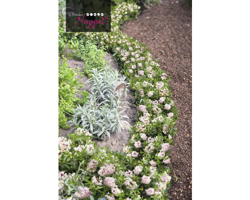 Záhrada s tymianom a ďalšími bylinkami