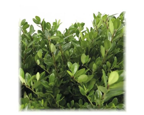 Na obrázku je živý plot s hustým zeleným olistením.