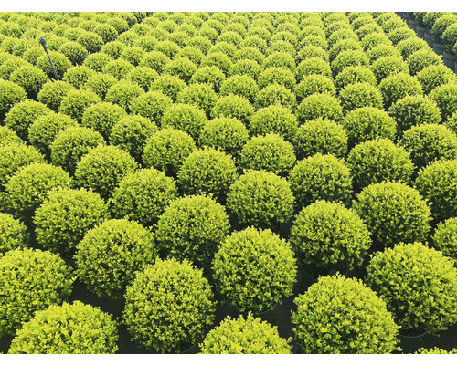 Mnoho buxusových gúľ v radoch