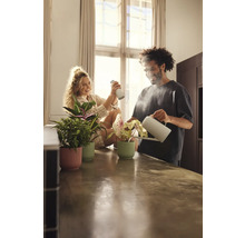 Pár zalieva a postrekuje izbové rastliny v kvetináčoch