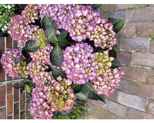 Detailný záber kvetu hortenzie s fialovými a bielymi okvetnými lístkami a zelenými listami.