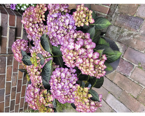 Detail hortenzie v kvetináči s fialovými kvetmi