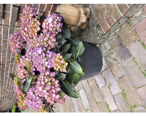 Hortenzia v kvetináči vedľa kamennej sošky a tehál