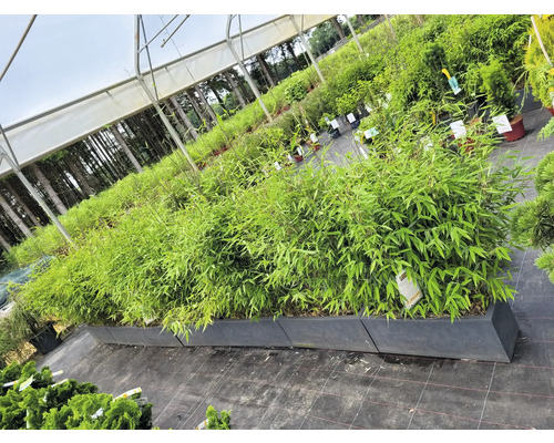 Bambus v kvetináčoch v záhradníctve.