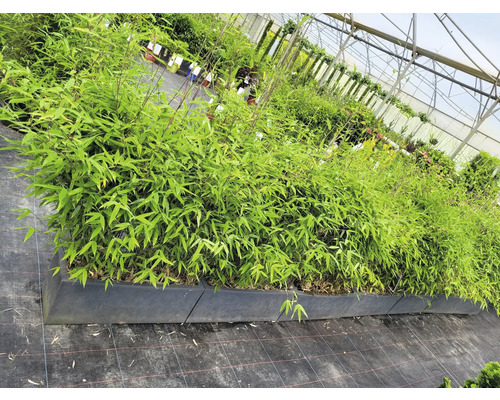 Bambusové rastliny v záhone v skleníku.