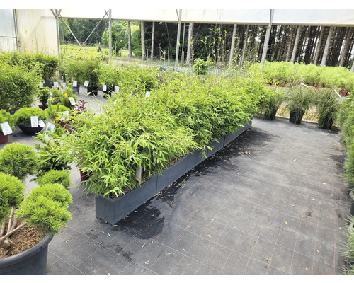 Bambusové rastliny v kvetináčoch v záhradnom centre