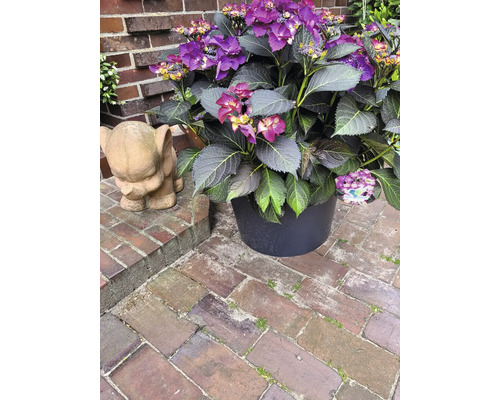 Hortenzia s fialovými kvetmi v kvetináči vedľa sochy slona
