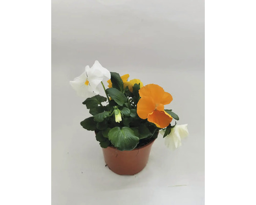 Sirôtky v kvetináči s rôznymi farbami kvetov.