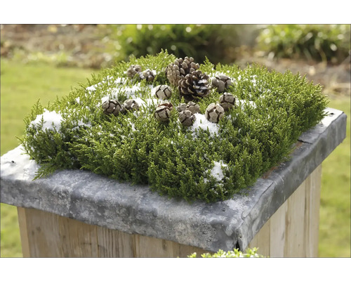 Dekoratívne aranžmán so zelenou rastlinou, šiškami a snehom na podstavci