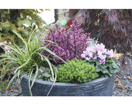 Kvetinové aranžmán v kvetináči s rôznymi okrasnými rastlinami.