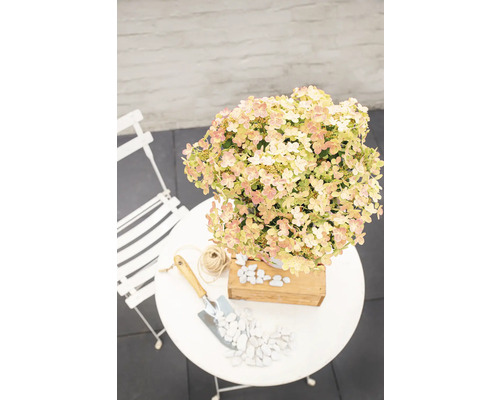 Hortenzia v kvetináči na záhradnom stole s lopatkou a okruhliakmi