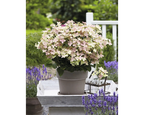 Metlinatá hortenzia v kvetináči na podnose s levanduľou v záhrade