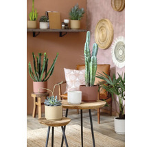 Dekoratívne izbové rastliny na príručných stolíkoch v obývacej izbe