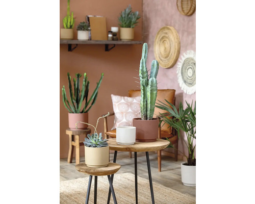 Dekoratívne izbové rastliny na príručných stolíkoch v obývacej izbe