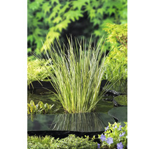 Pruhovaná ostrice v záhradnom jazierku