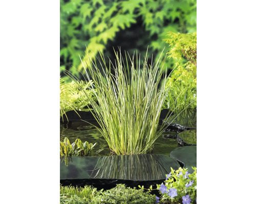 Pruhovaná ostrice v záhradnom jazierku