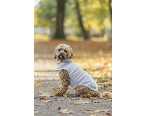 Pes s psou bundou vonku