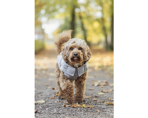 Pes s prešívanou vestou vonku