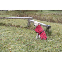 Labradorský retriever nosí vonku červený psí kabát.